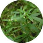 Bách hoa xà thiệt thảo